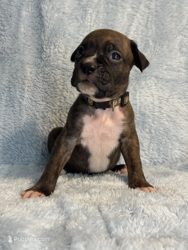 Akc puppy 7 – Boxer puppy for sale in Rochelle, GA