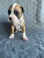 Akc puppy 2, a female Boxer for sale in Rochelle, GA – 4 of 4