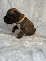 Akc puppy 7, a male Boxer for sale in Rochelle, GA – 4 of 4