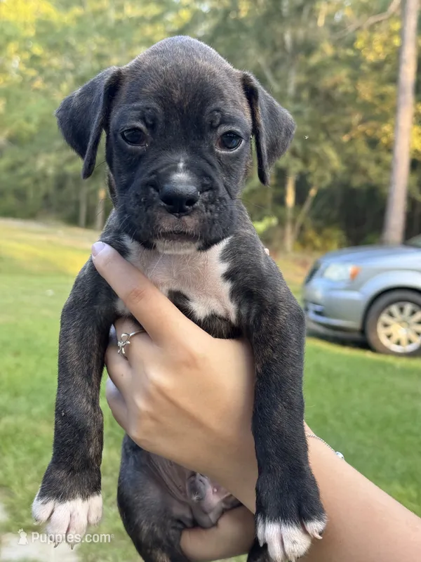 Akc puppy 4 – Boxer puppy for sale in Rochelle, GA
