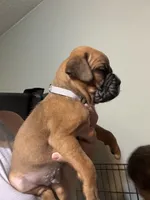 Akc boy 2, a male Boxer for sale in Rochelle, GA – 3 of 4