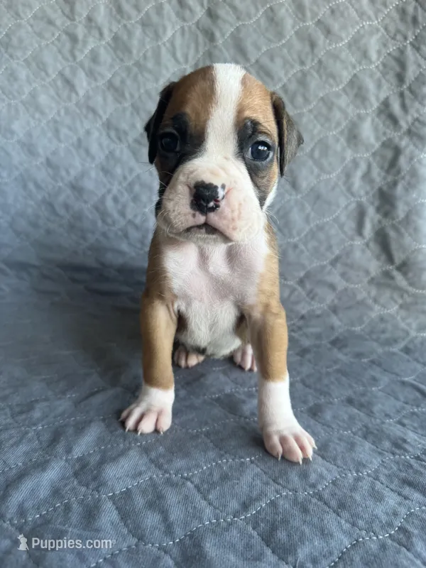 Akc puppy 2 – Boxer puppy for sale in Rochelle, GA