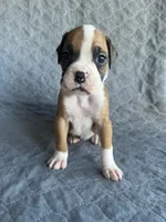 Akc puppy 2, a female Boxer for sale in Rochelle, GA – 1 of 4