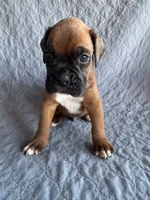 Boxer pup 1, a male Boxer for sale in Rochelle, GA – 1 of 4