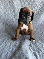 Boxer pup 4, a female Boxer for sale in Rochelle, GA – 1 of 4