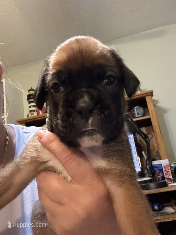 Akc girl 3 – Boxer puppy for sale in Rochelle, GA