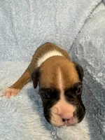 Akc puppy 3, a male Boxer for sale in Rochelle, GA – 4 of 5