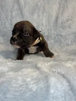 Akc puppy 6, a male Boxer for sale in Rochelle, GA – 4 of 4