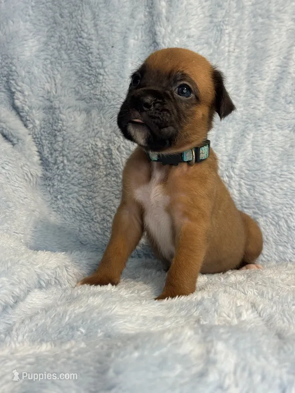 Akc puppy 8 – Boxer puppy for sale in Rochelle, GA