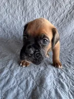 Boxer pup 3, a female Boxer for sale in Rochelle, GA – 2 of 4