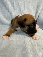 Akc puppy 1, a male Boxer for sale in Rochelle, GA – 3 of 5