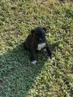 Akc puppy 4, a male Boxer for sale in Rochelle, GA – 9 of 9