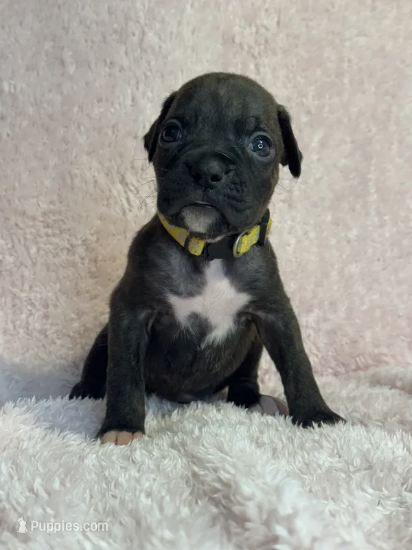 Akc puppy 1 – Boxer puppy for sale in Rochelle, GA