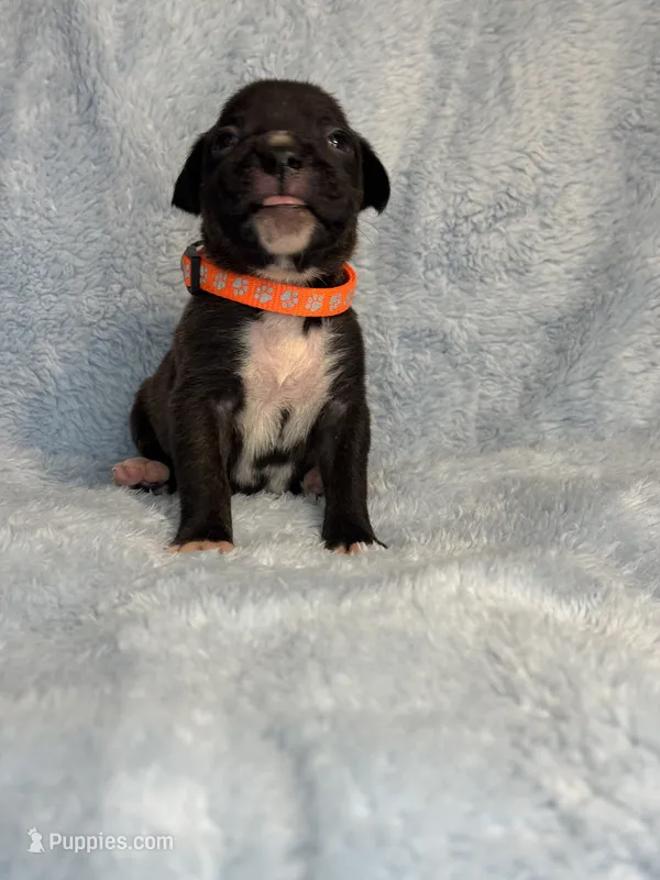 Akc puppy 4 – Boxer puppy for sale in Rochelle, GA