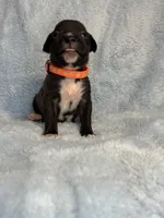 Akc puppy 4, a male Boxer for sale in Rochelle, GA – 1 of 4