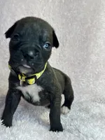 Akc puppy 1, a female Boxer for sale in Rochelle, GA – 2 of 5