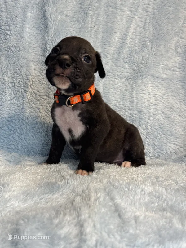 Akc puppy 4 – Boxer puppy for sale in Rochelle, GA