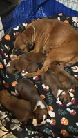Akc girl 3, a female Boxer for sale in Rochelle, GA – 5 of 5