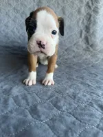 Akc puppy 3, a female Boxer for sale in Rochelle, GA – 1 of 4