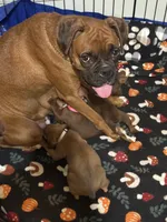 Akc boy 1, a male Boxer for sale in Rochelle, GA – 5 of 5