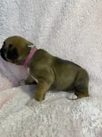 Akc puppy 6, a female Boxer for sale in Rochelle, GA – 2 of 5