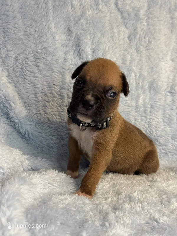Akc puppy 10 – Boxer puppy for sale in Rochelle, GA