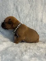 Akc puppy 10, a male Boxer for sale in Rochelle, GA – 3 of 4