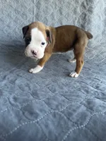Akc puppy 3, a female Boxer for sale in Rochelle, GA – 3 of 4