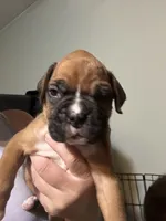 Akc boy 2, a male Boxer for sale in Rochelle, GA – 2 of 4