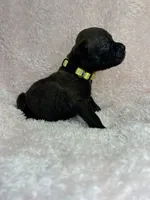 Akc puppy 1, a female Boxer for sale in Rochelle, GA – 5 of 5