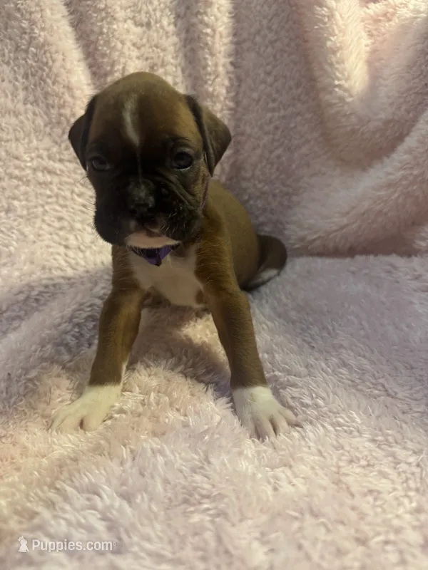 Akc girl 2 – Boxer puppy for sale in Rochelle, GA