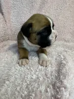 Akc puppy 5, a female Boxer for sale in Rochelle, GA – 4 of 5