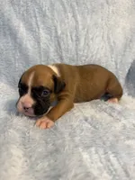 Akc puppy 3, a male Boxer for sale in Rochelle, GA – 5 of 5