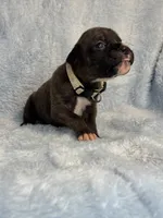 Akc puppy 6, a male Boxer for sale in Rochelle, GA – 2 of 4