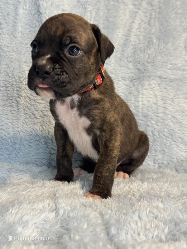 Akc puppy 5 – Boxer puppy for sale in Rochelle, GA