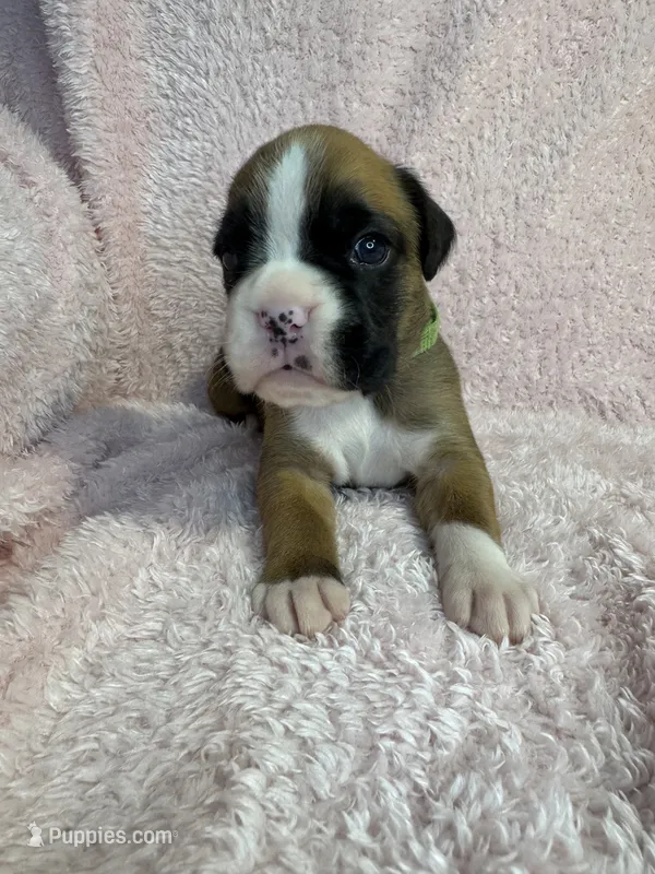 Akc puppy 5 – Boxer puppy for sale in Rochelle, GA