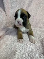 Akc puppy 5, a female Boxer for sale in Rochelle, GA – 1 of 5