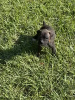Akc puppy 4, a male Boxer for sale in Rochelle, GA – 8 of 9