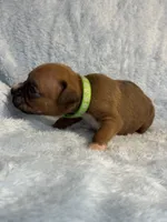 Akc puppy 11, a male Boxer for sale in Rochelle, GA – 2 of 4
