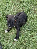Akc puppy 4, a male Boxer for sale in Rochelle, GA – 4 of 9