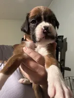 Akc boy 3, a male Boxer for sale in Rochelle, GA – 2 of 5