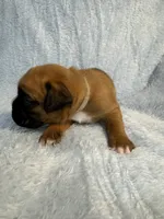 Akc puppy 2, a male Boxer for sale in Rochelle, GA – 3 of 5