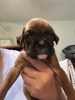 Akc girl 1, a female Boxer for sale in Rochelle, GA – 2 of 4