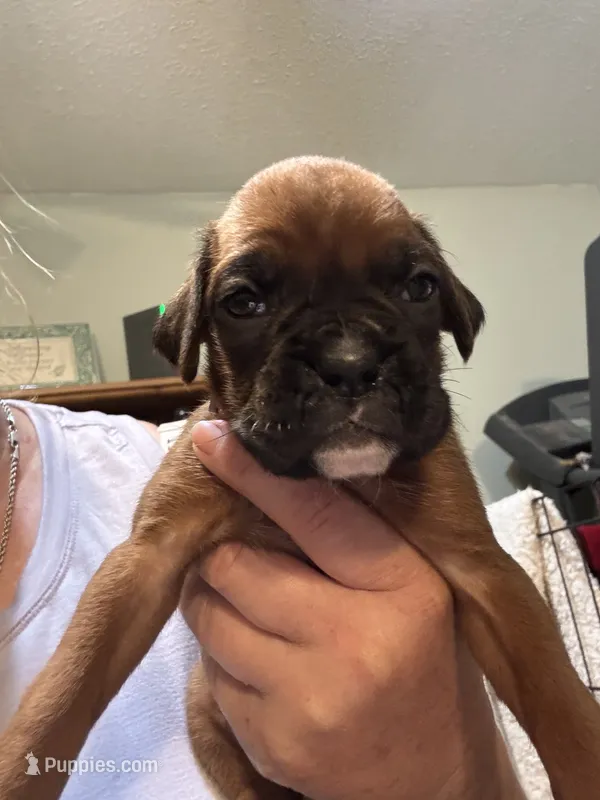 Akc girl 1 – Boxer puppy for sale in Rochelle, GA