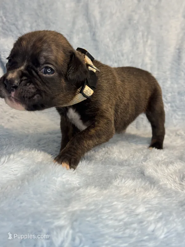 Akc puppy 6 – Boxer puppy for sale in Rochelle, GA