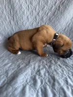 Boxer pup 3, a female Boxer for sale in Rochelle, GA – 4 of 4
