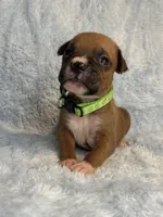 Akc puppy 11, a male Boxer for sale in Rochelle, GA – 4 of 4