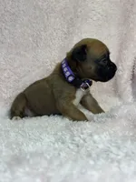 Akc puppy 3, a female Boxer for sale in Rochelle, GA – 3 of 4