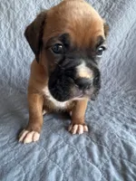 Boxer pup 2, a female Boxer for sale in Rochelle, GA – 2 of 4