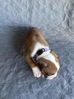Akc puppy 2, a female Boxer for sale in Rochelle, GA – 3 of 4